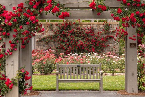 beautiful-rose-garden-romantic-red-roses-garden-bench