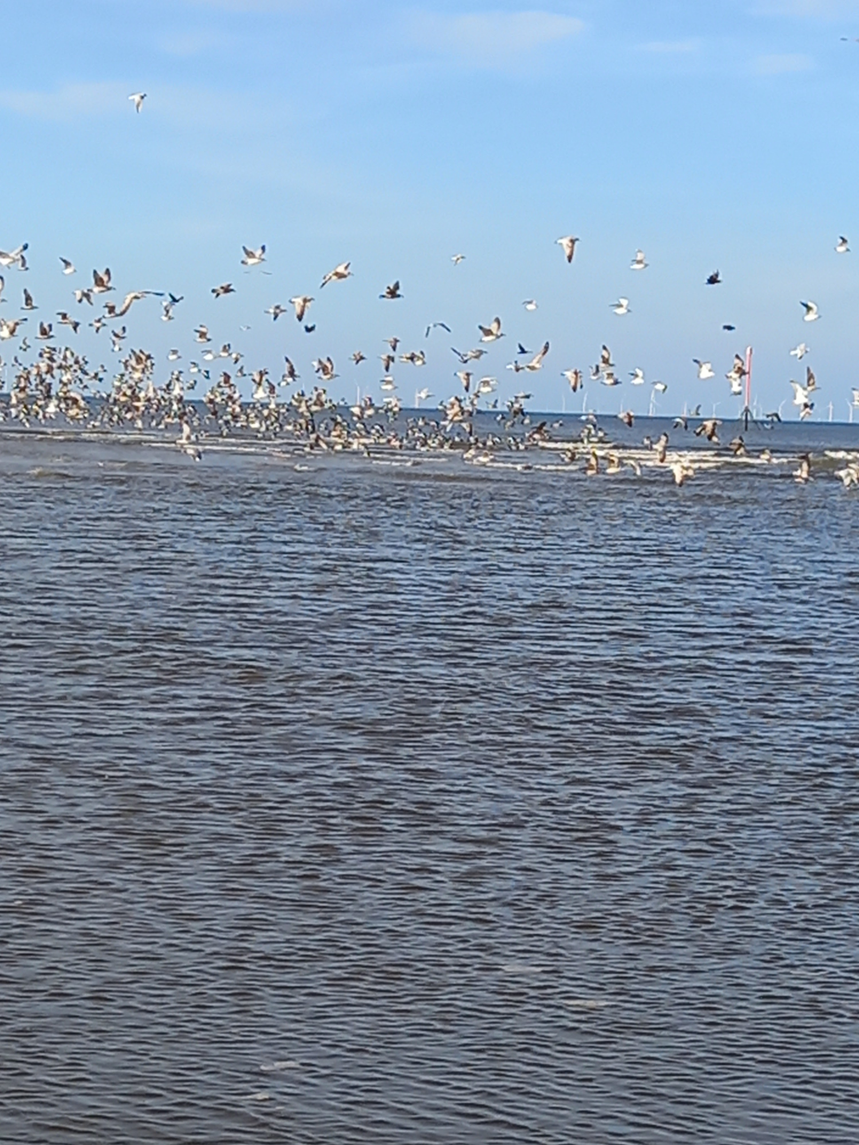 Sea birds that were calmly feeding on a sandbank flying off as they submit to the incoming tide. Taken by Diane Woodrow